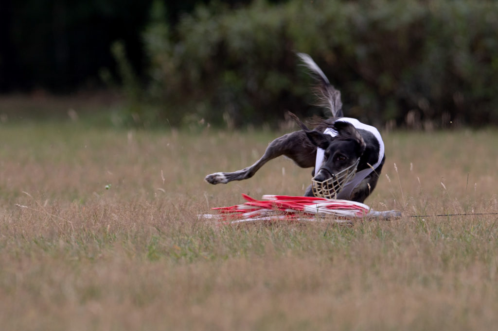 Saluki beim 12. Westfalen Coursing