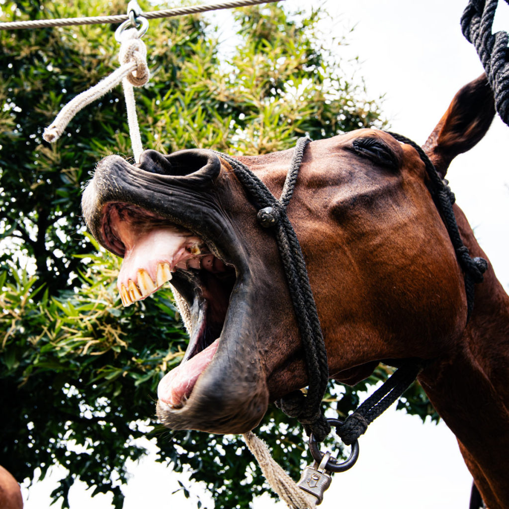 Polo Pony