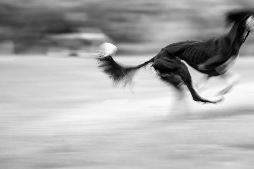 Saluki beim Coursing