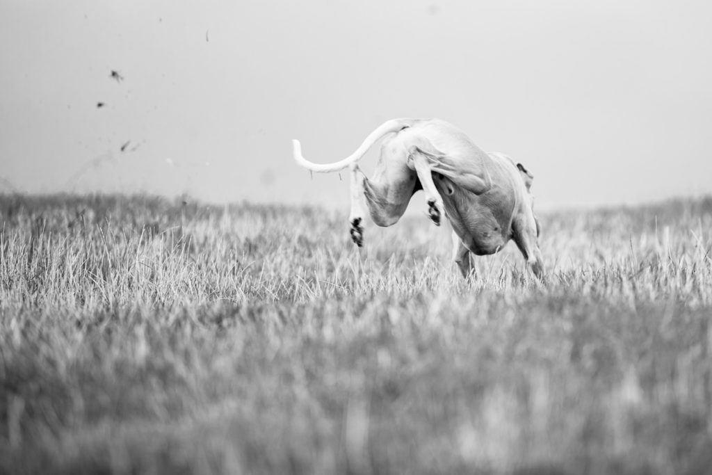 Hudson auf der Jagd nach seinem Ball