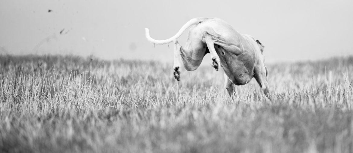 Hudson auf der Jagd nach seinem Ball