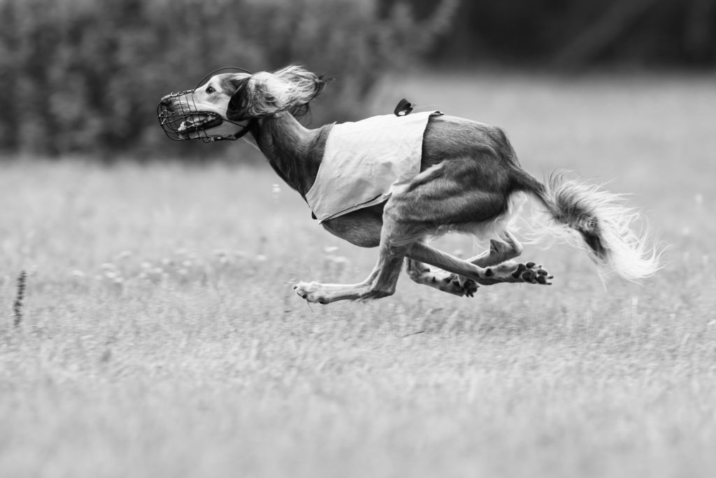 Saluki beim Coursing