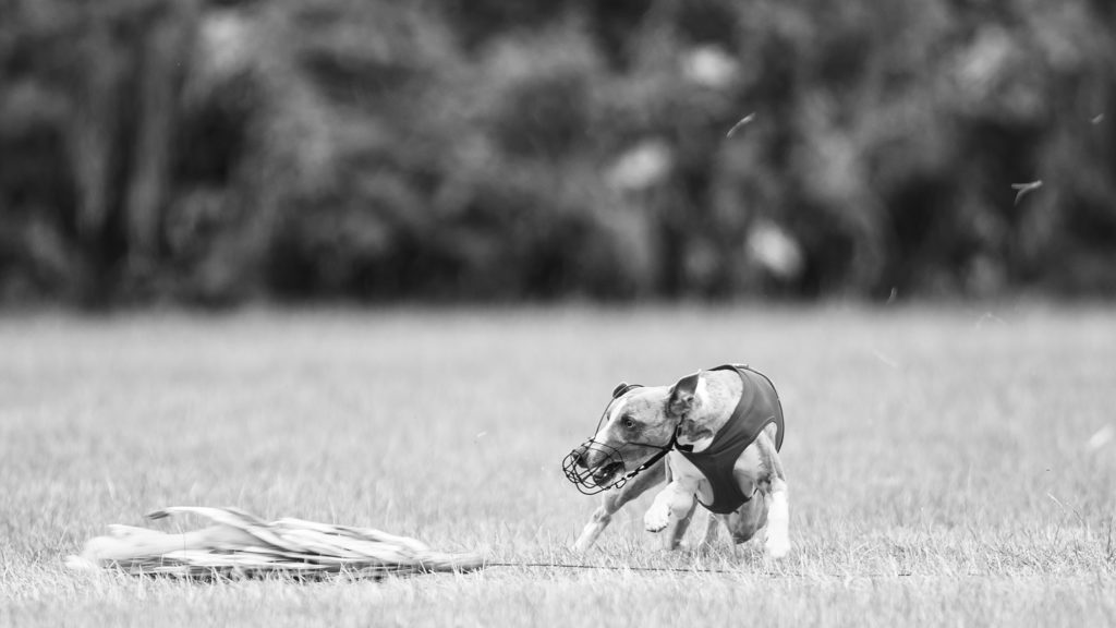 Whippet beim Coursing