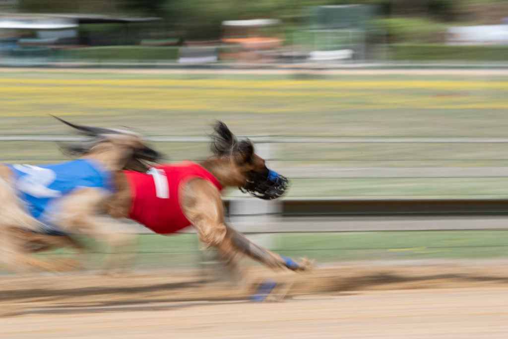 Afghanen auf der Rennbahn bei der FCI Europameisterschaft 2019