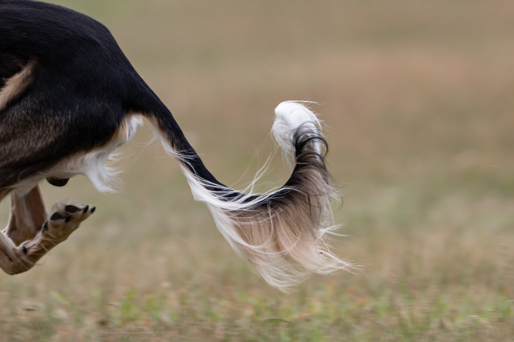 Saluki beim Corusing