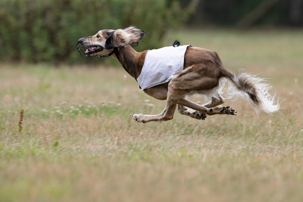 Saluki beim Corusing