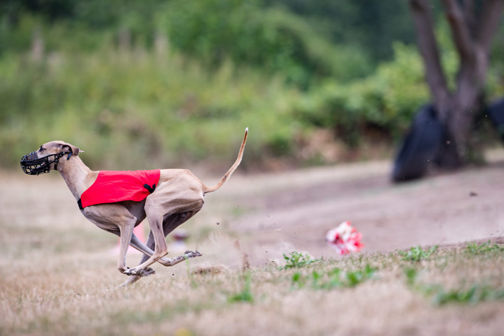 Azawakh beim Coursing im Juli 2019