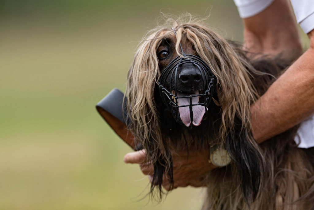 Afghane beim Coursing