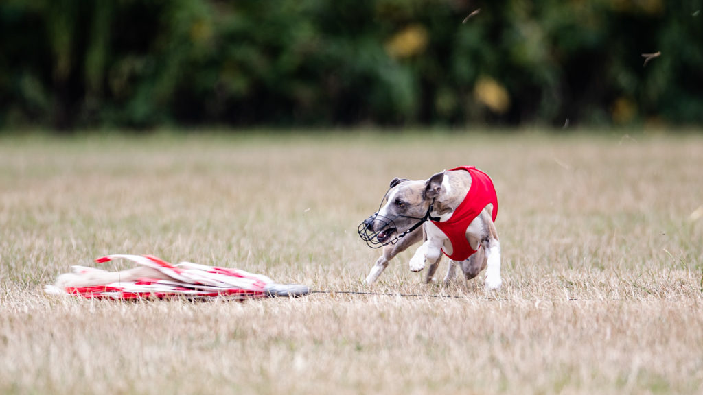 Test: Das Canon EF 400mm 1:2,8L IS III USM