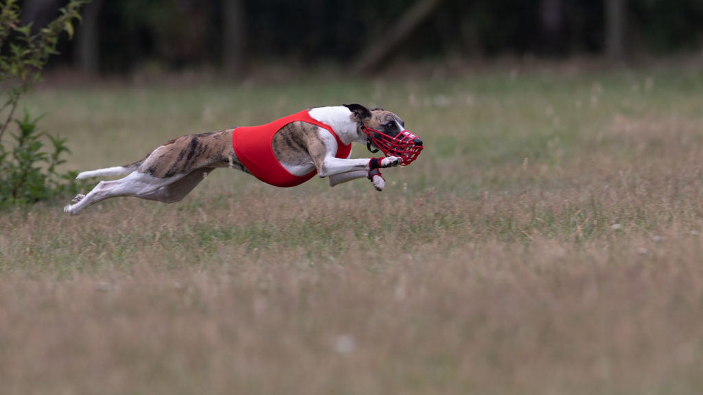 Whippet beim Coursing