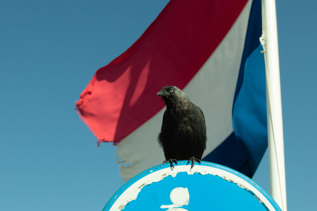 Sogar die Niederländische Flagge ist hinüber. Die kleinen, frechen Dohlen gehören übrigens ebenso zu Zandvoort wie der allgegenwärtige Backfischdunst. 