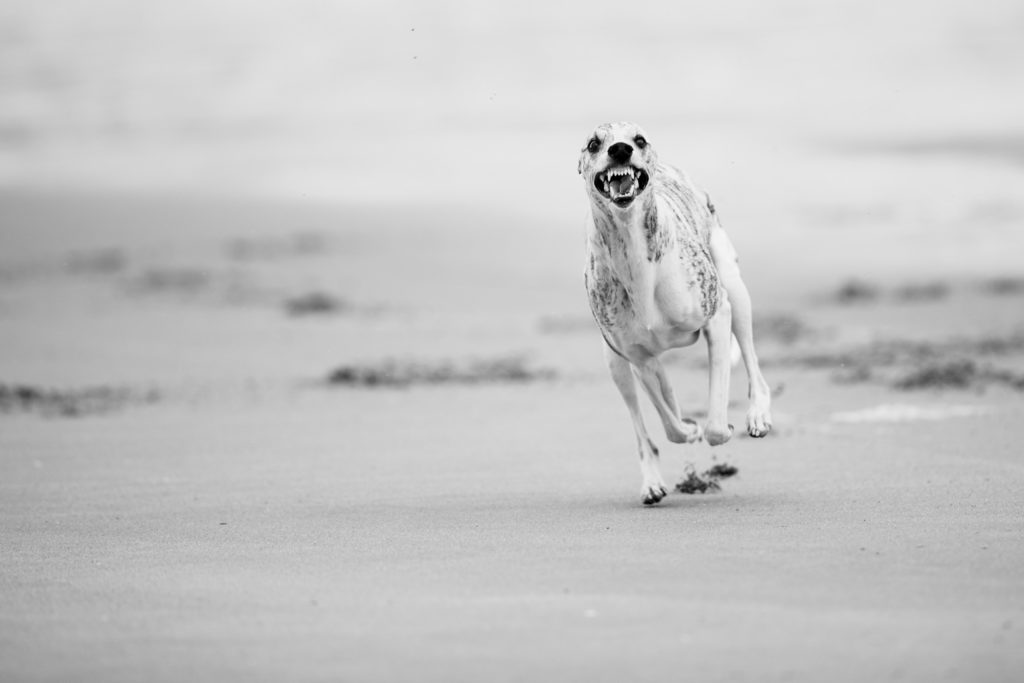 Meine Whippets