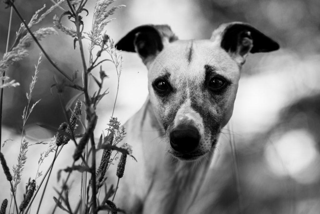 Meine Whippets