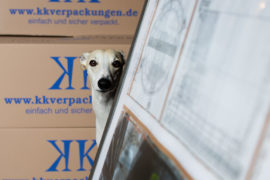 Was ist denn hier los? Unser Umzug mit zwei Whippets.