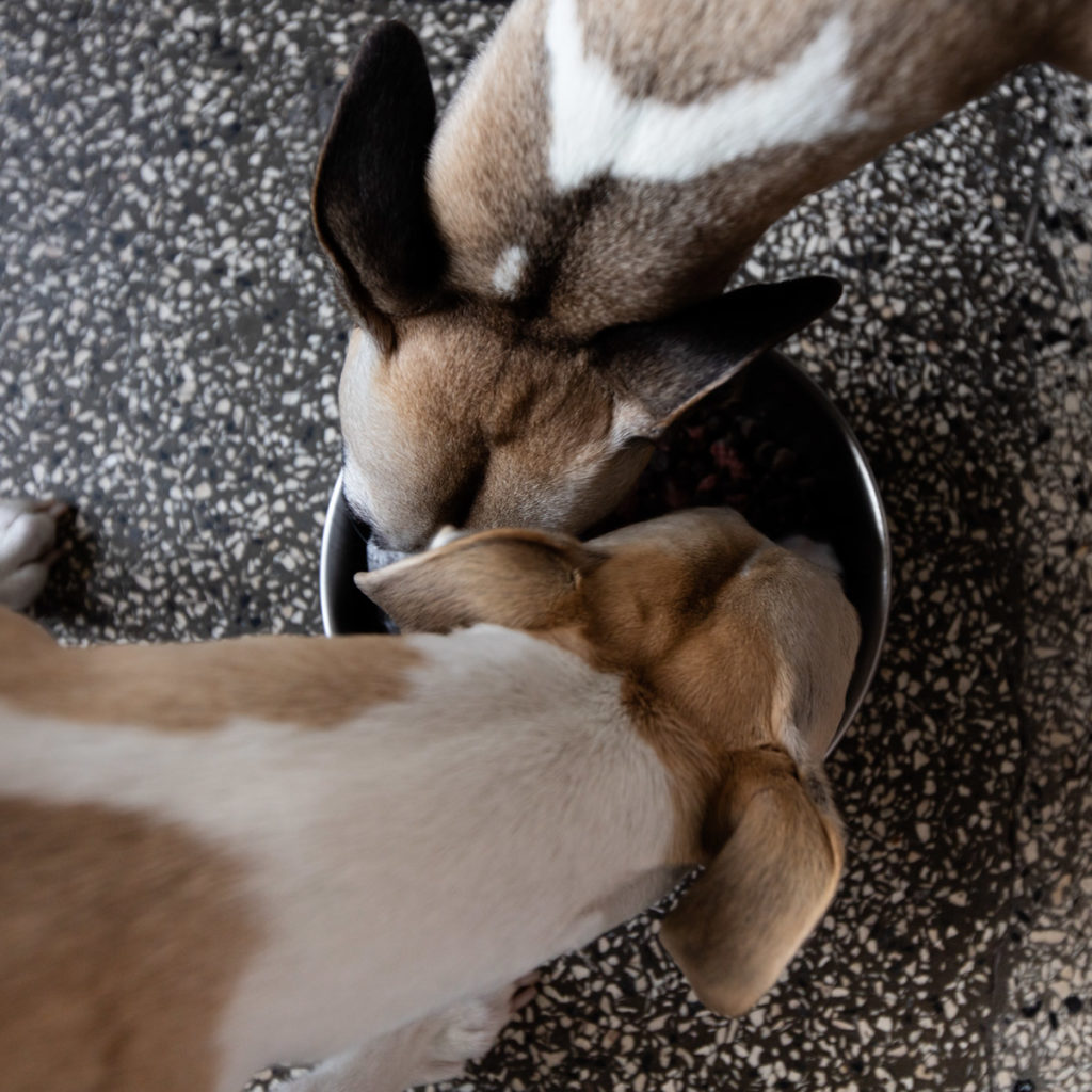 Gemeinsam futtern. Whippets sind meistens Pazifisten.