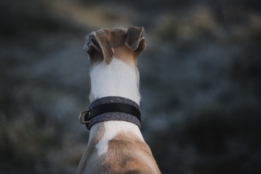 Hund vor dem Supermarkt geklaut? Selbst schuld!