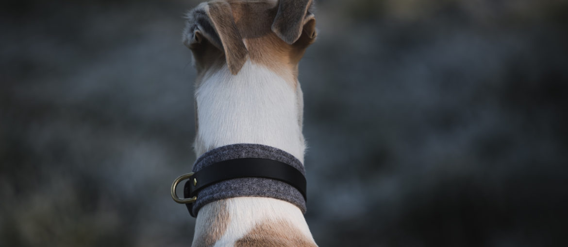 Hund vor dem Supermarkt geklaut? Selbst schuld!