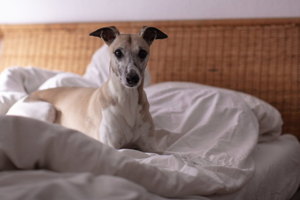 Ein Umzug mit zwei Whippets? Kann schief gehen, muss aber nicht.
