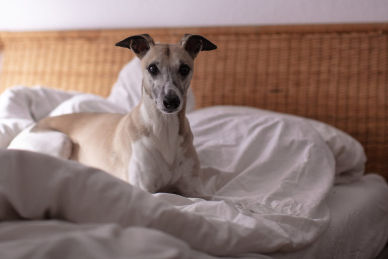 Ein Umzug mit zwei Whippets? Kann schief gehen, muss aber nicht.