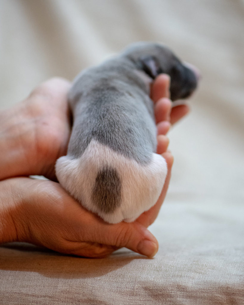 Acht Mono-Babies bei L'âme du Joran- Ain al Rami de L'âme du Joran hat die gleiche weiße Welle auf dem Popo wie sein Vater.