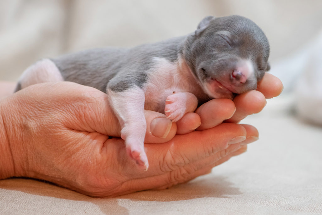 Acht Mono-Babies bei L'âme du Joran- Almeisan de L'âme du Joran. Sie gehört zu den drei "Blauen".