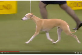 Hochprozentig – The Westminster Kennel Club Show 2020