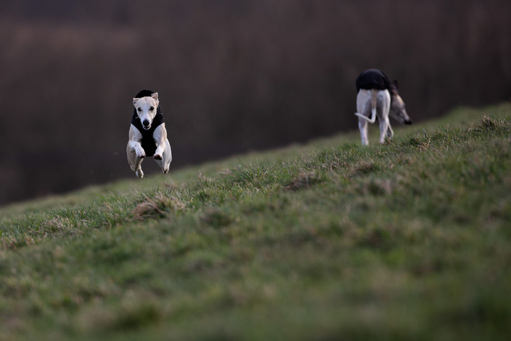 Meine Hunde sind mein Leben im Zeitraffer