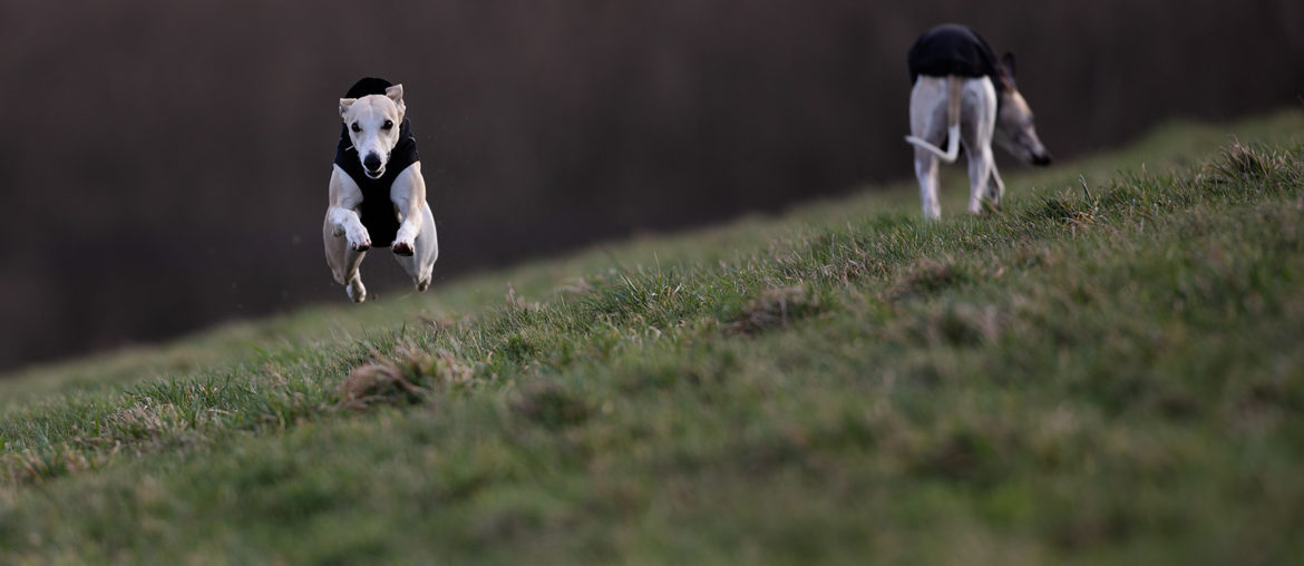 Meine Hunde sind mein Leben im Zeitraffer