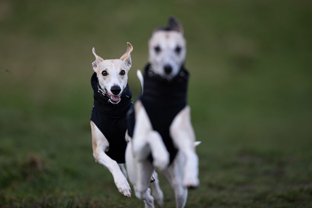 Meine Hunde sind mein Leben im Zeitraffer