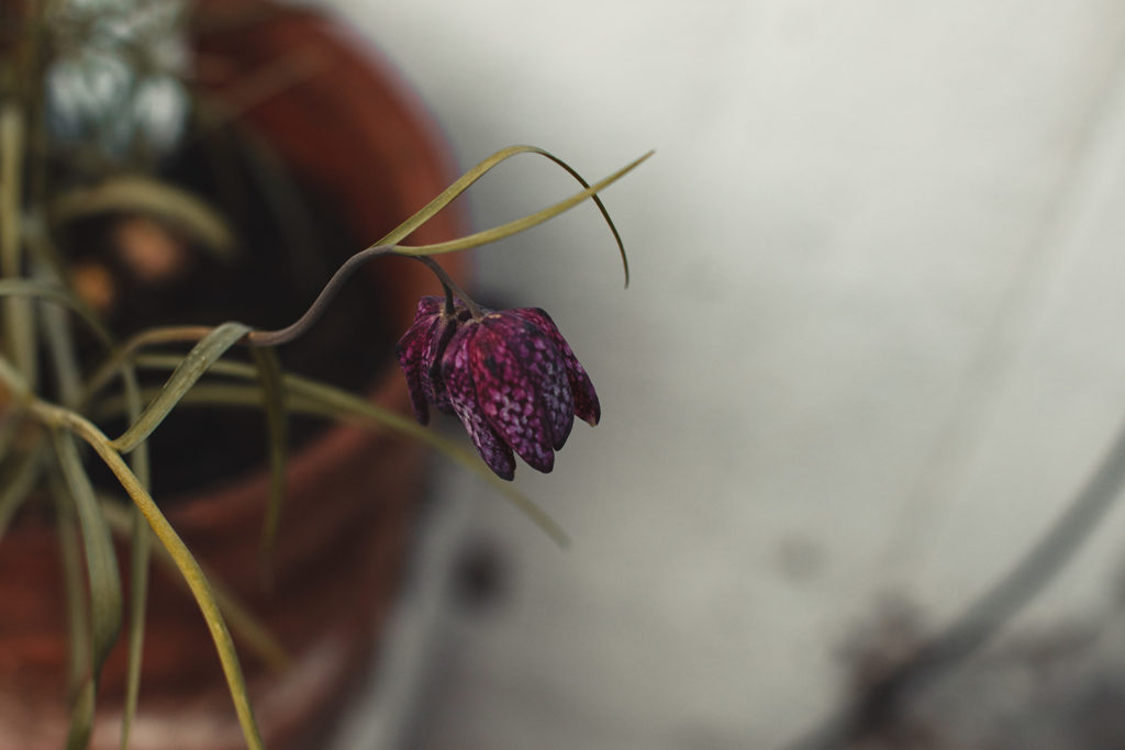 Leben im Lockdown - Unsere Schachblume wächst sehr schön. 