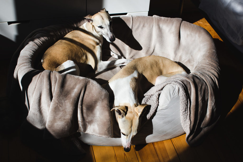 Als die Sonne unser Schlafzimmer wärmt, lassen Mono und Hubi sich grunzend fallen.