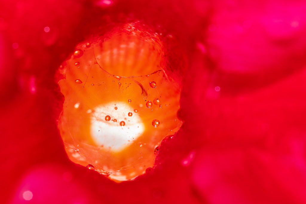 Kleine Welten schaffen - Ich hätte nie gedacht, dass mich die Macro Fotografie so begeistern kann. Canon 5Ds R auf Feindetail eingestellt, Canon EF 100mm 1:2,8L Macro IS USM, 1/125 sek., ISO 100, f/6,3