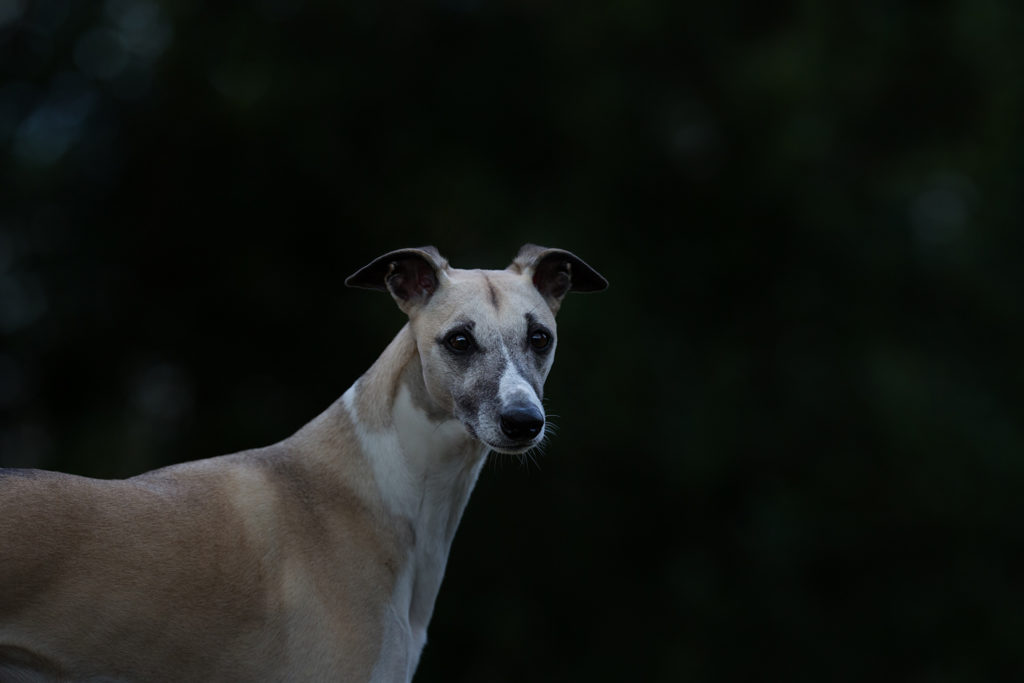 Zehn Jahre mit Mono - Gedanken über einen ganz besonderen Hund