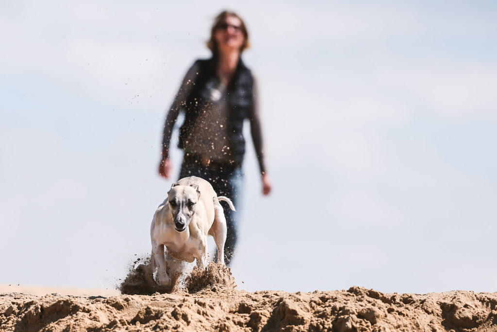 Zehn Jahre mit Mono - Gedanken über einen ganz besonderen Hund