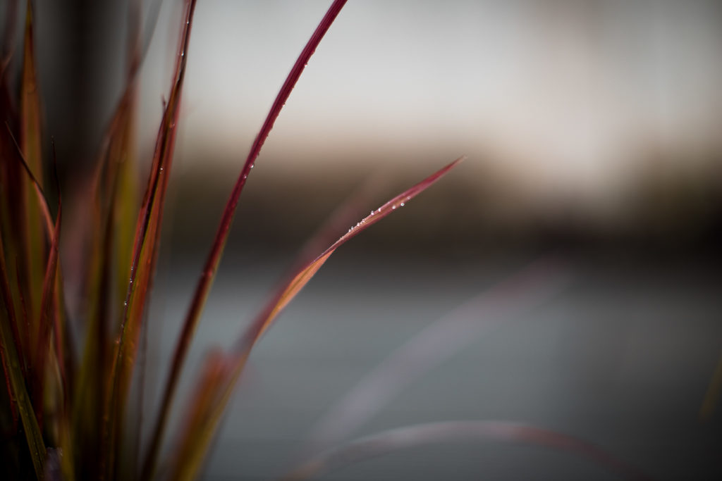 Das Glück, so etwas wie einen Garten zu haben - Japanisches Blutgras, Imperata cylindrica ‘Red Baron’