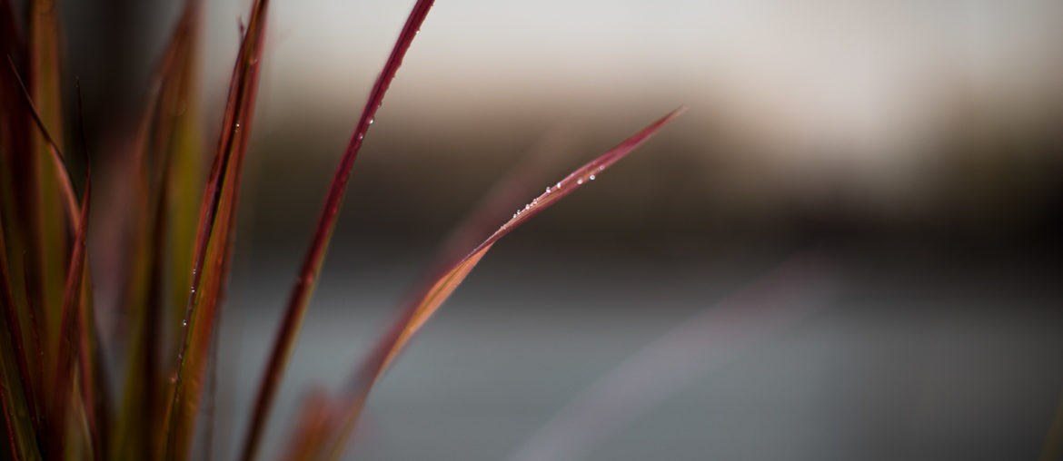 Das Glück, so etwas wie einen Garten zu haben - Japanisches Blutgras, Imperata cylindrica ‘Red Baron’