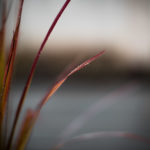 Das Glück, so etwas wie einen Garten zu haben - Japanisches Blutgras, Imperata cylindrica ‘Red Baron’