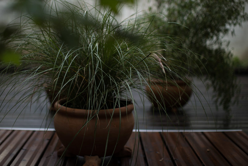 Das Riesen-Chinaschilf, Miscanthus x giganteus