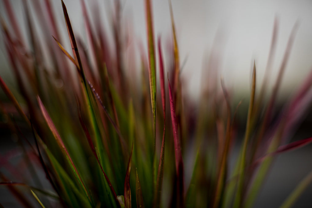 Das Herbstgefühl ist da - Japanisches Blutgras, Imperata cylindrica ‘Red Baron’