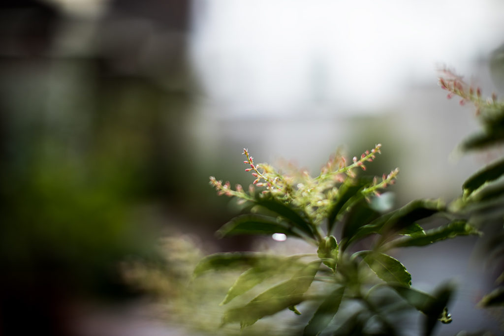 Pieris japonica - das japanische Schattenglöckchen