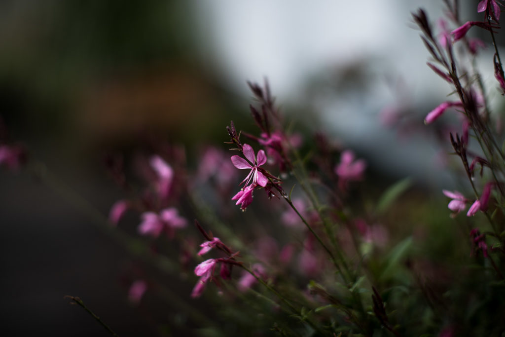 Die Gaura Lindheimeri blüht üppig