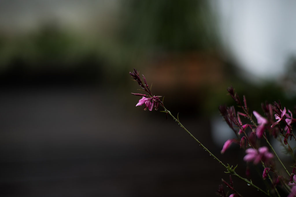 Die Gaura Lindheimeri blüht üppig