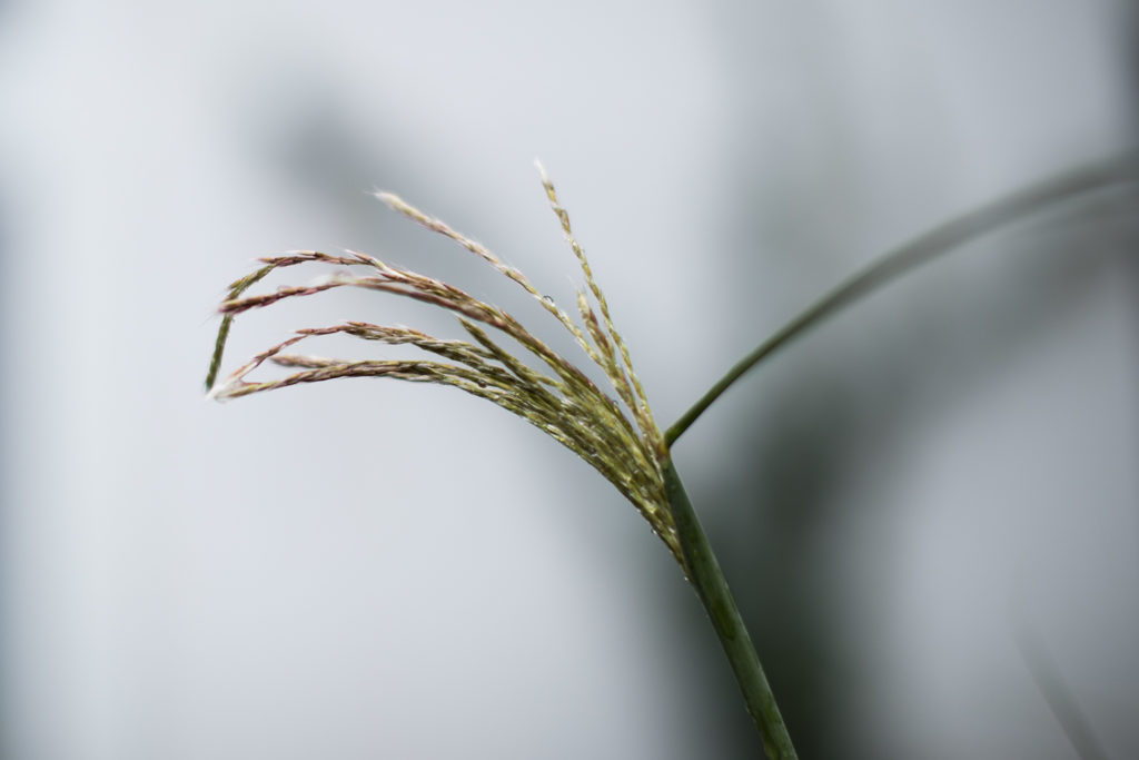 Das Riesen-Chinaschilf, Miscanthus x giganteus blüht.