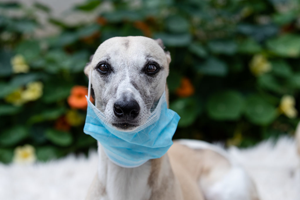 Doktor Mono "alle Kassen". Er ist und bleibt der beste Whippet aller Zeiten.