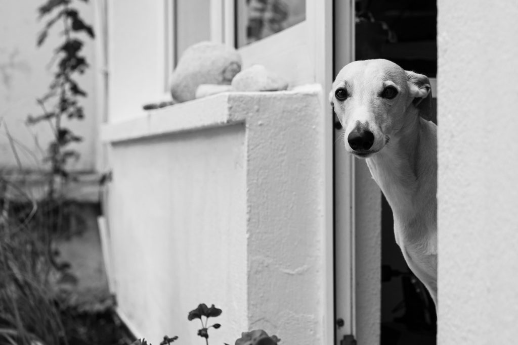 Der Lockdown - Dieses Mal light und mit Arschloch-Hund