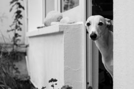 Der Lockdown – Dieses Mal light und mit Arschloch-Hund