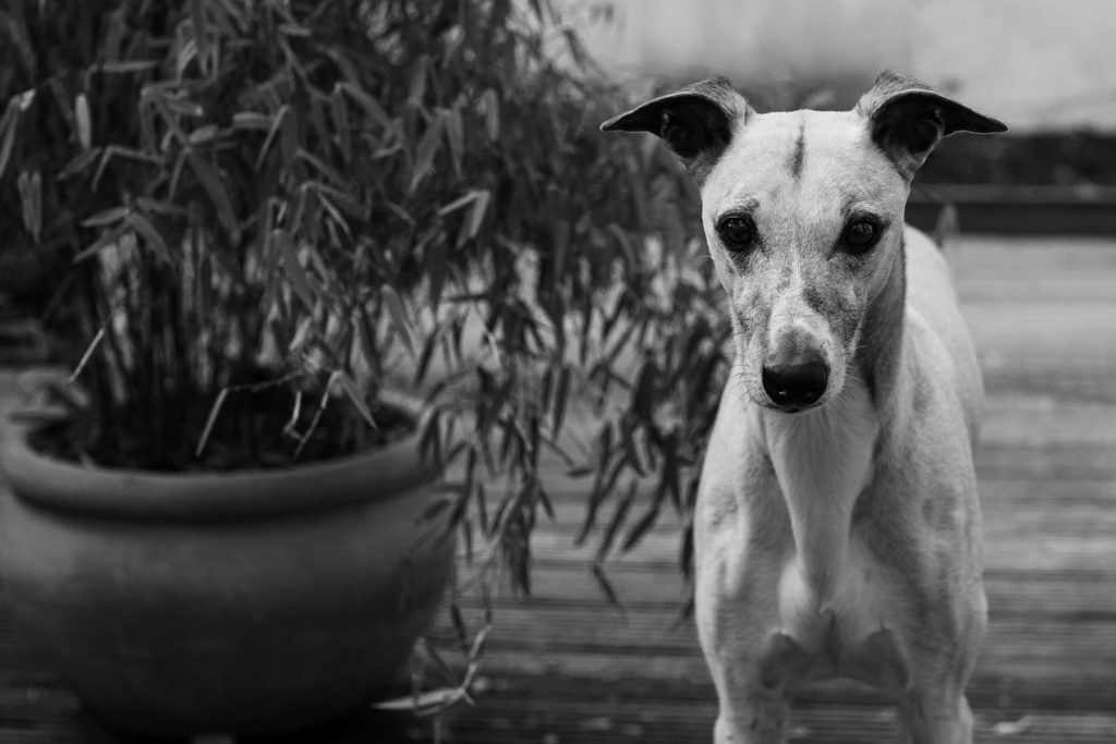 Der Lockdown - Dieses Mal light und mit Arschloch-Hund