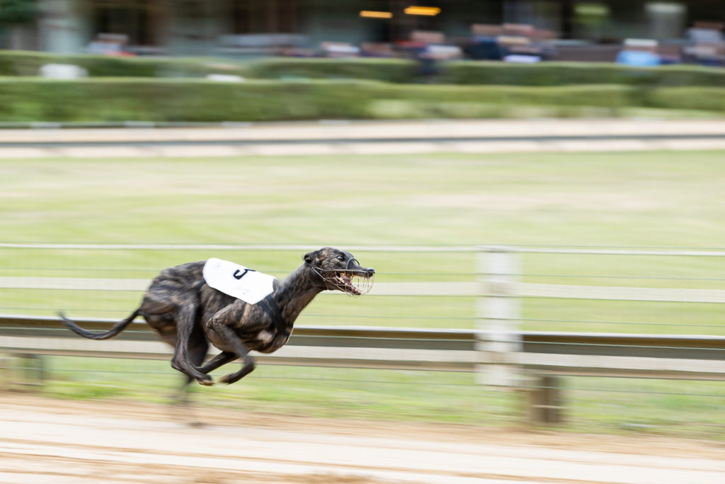 @ National Geographic: Greyhounds sind Windhunde, aber nicht alle Windhunde sind Greyhounds