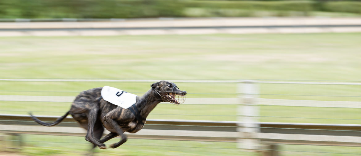 @ National Geographic: Greyhounds sind Windhunde, aber nicht alle Windhunde sind Greyhounds