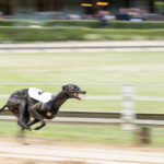 @ National Geographic: Greyhounds sind Windhunde, aber nicht alle Windhunde sind Greyhounds